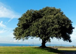 Quercus Ilex / Magyaltölgy